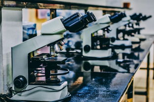 棕櫚大道留學 從父母反對到中介陷阱，她如何破局申8中7并拿下CMU科技中介服務錄取